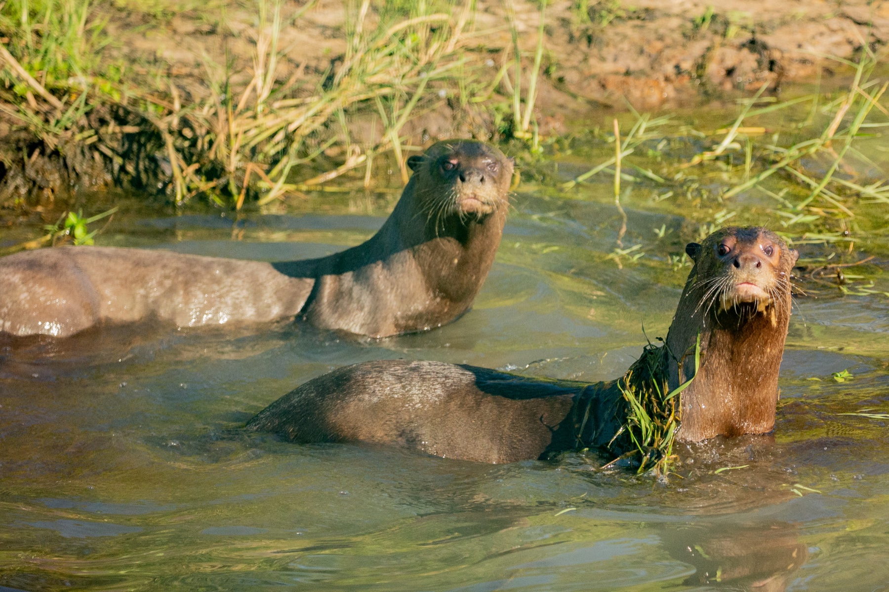 Giant otters in Ibera, Argentina