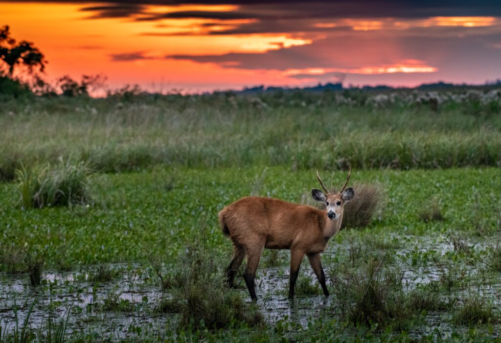 Deer in the Iberá Wetlands, Argentina