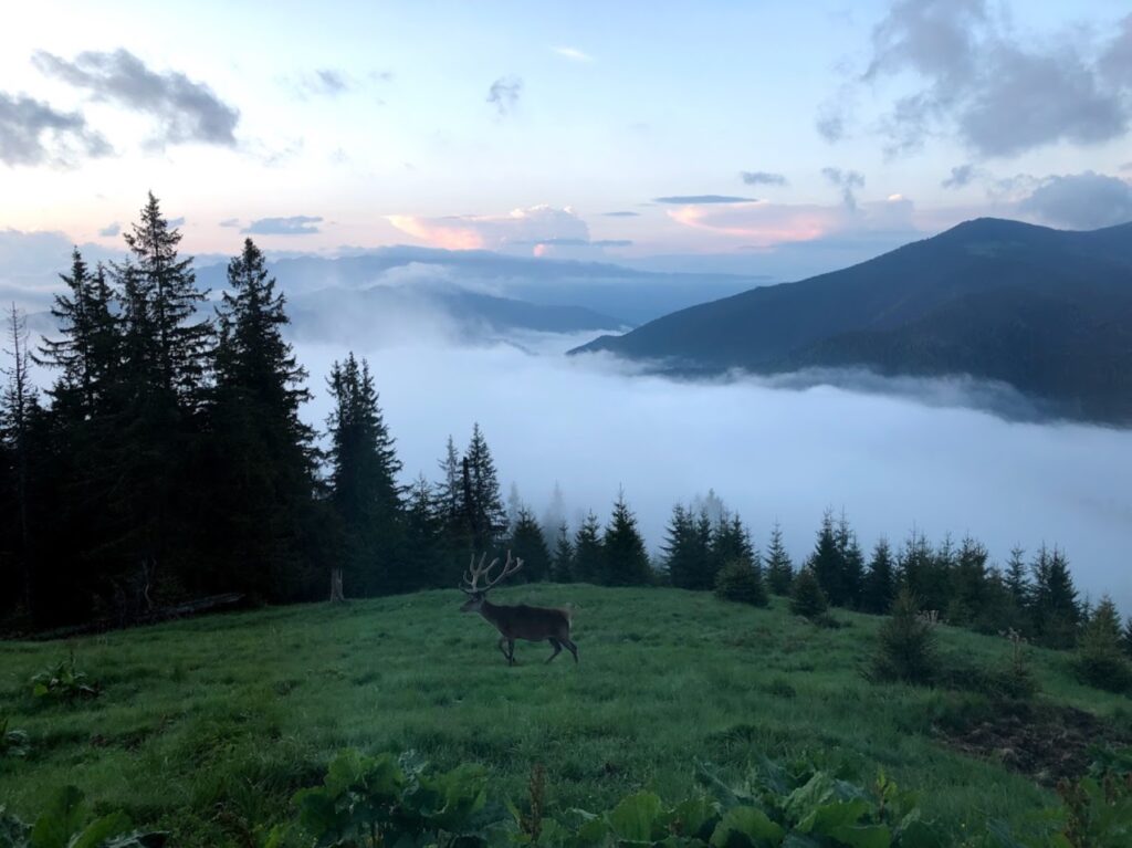 Wildlife conservation in Romania, journeys with purpose