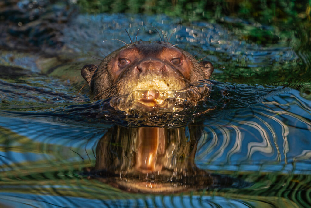 The giant river otter, Alondra, in the Esteros del Iberá, Corrientes Province, Argentina