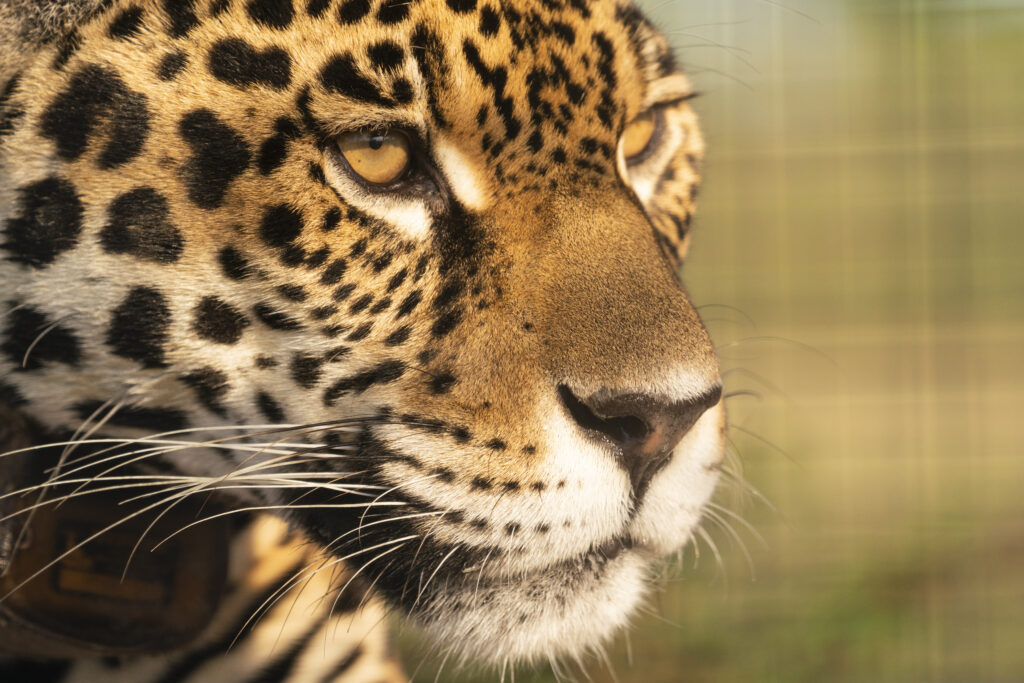 A tiger in the wild of Argentina