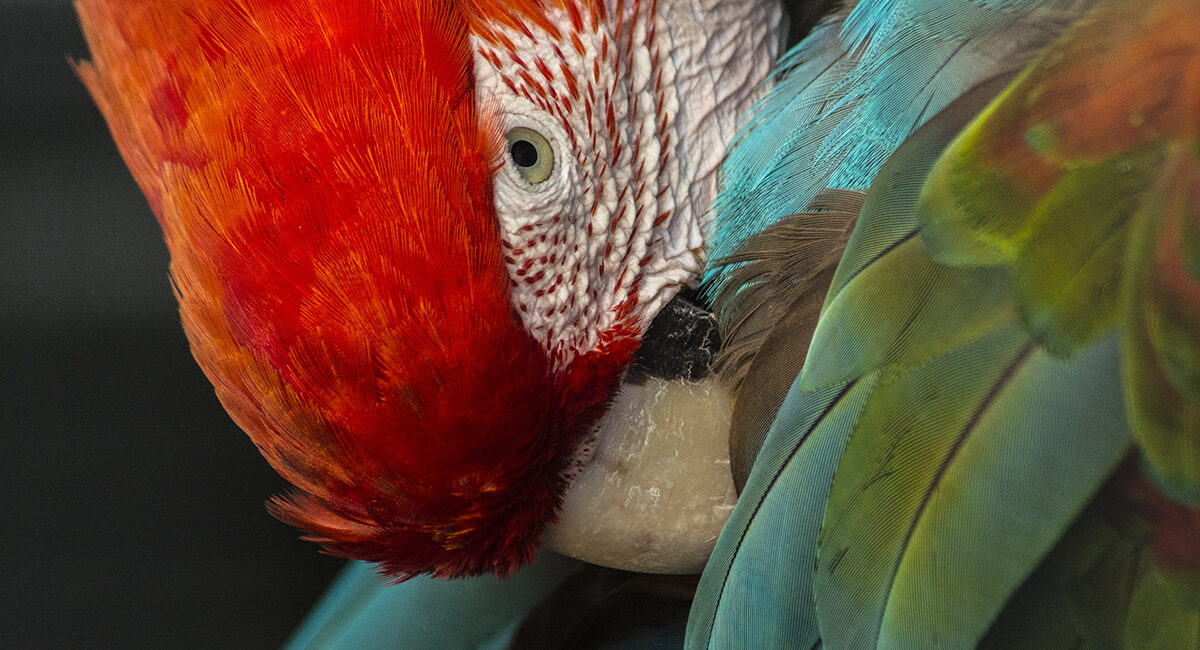 scarlet macaw and green macaw endangered wild birds parrots argentina