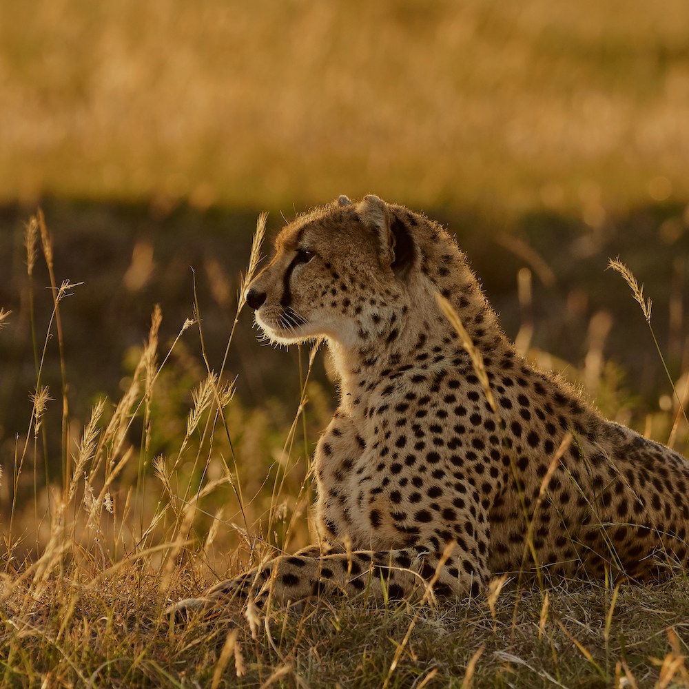 THE LAND OF THE CHEETAH