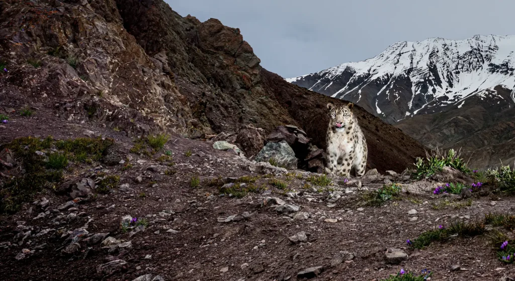 The endangered snow leopard in Ladakh, India