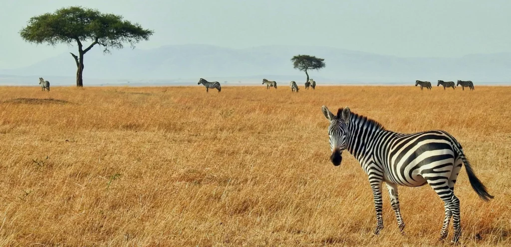Rewilding the Karoo_ A Journey Through Samara