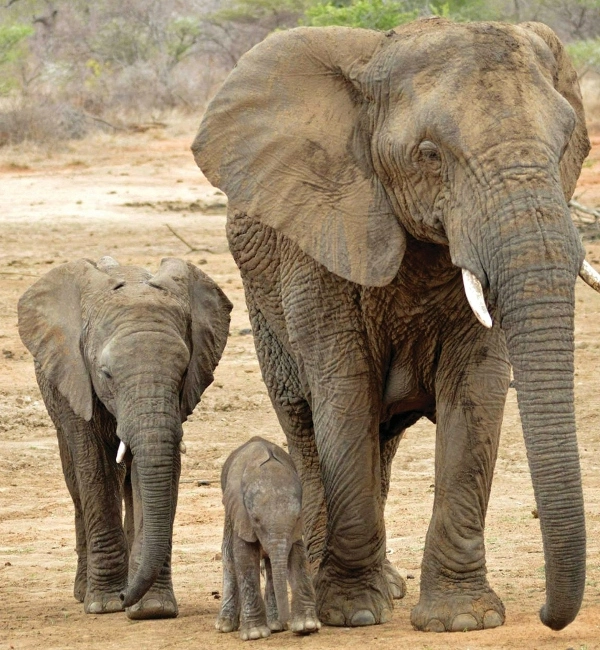 Botswana in Africa