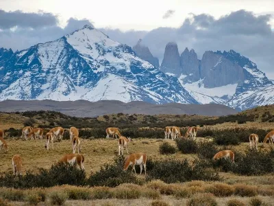 Chile safari land_converted