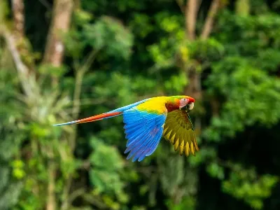 Costa Rica birds land_converted