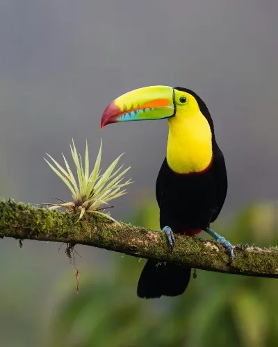 Costa Rica birds port_converted