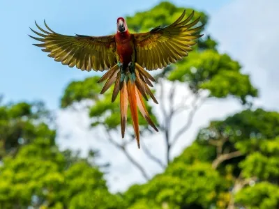 Costa Rica flying bird