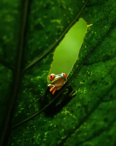 Costa Rica frog port_converted