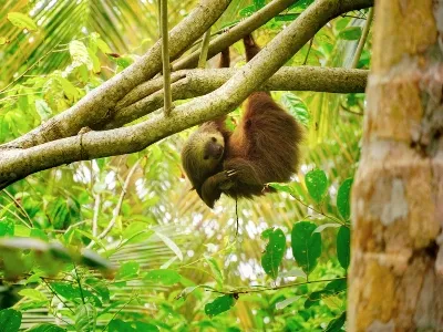 Costa Rica monkey land_converted