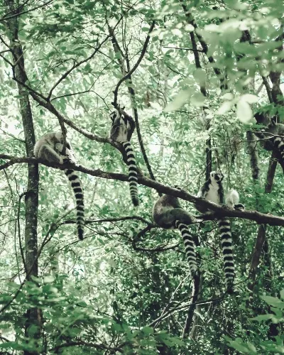 Madagascar safari
