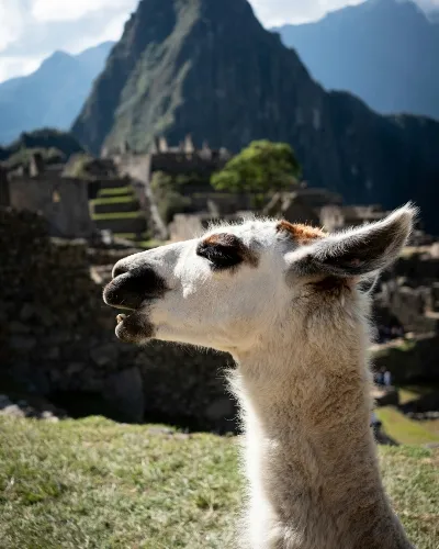 Peru lama