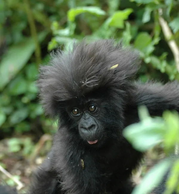 Rwanda African Country