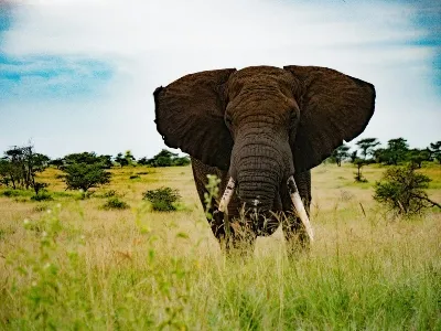 Tanzania Elephants