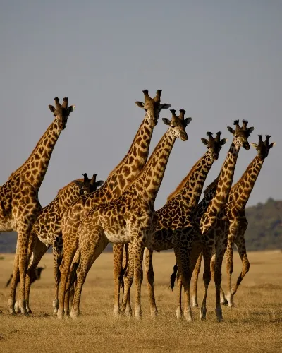 Tanzania G herd