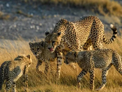 Tanzania cheetah