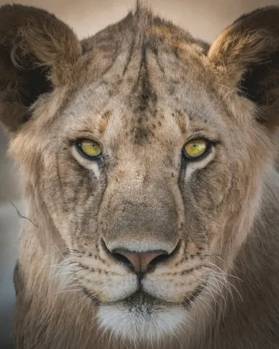 Tanzania lion