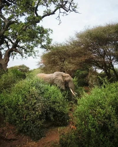 Tanzania male elephant