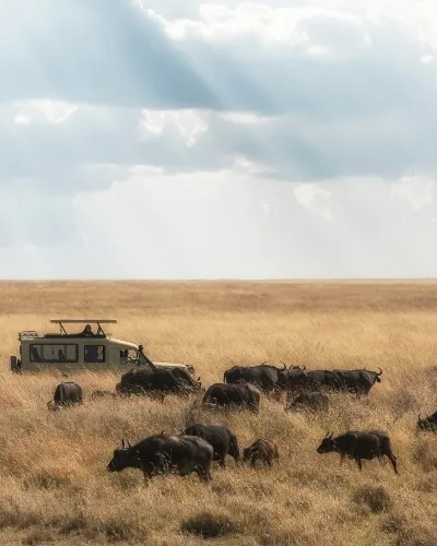 Tanzania migration