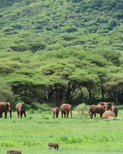 Tanzania wild herds