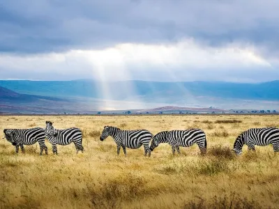 Tanzania zebra safari