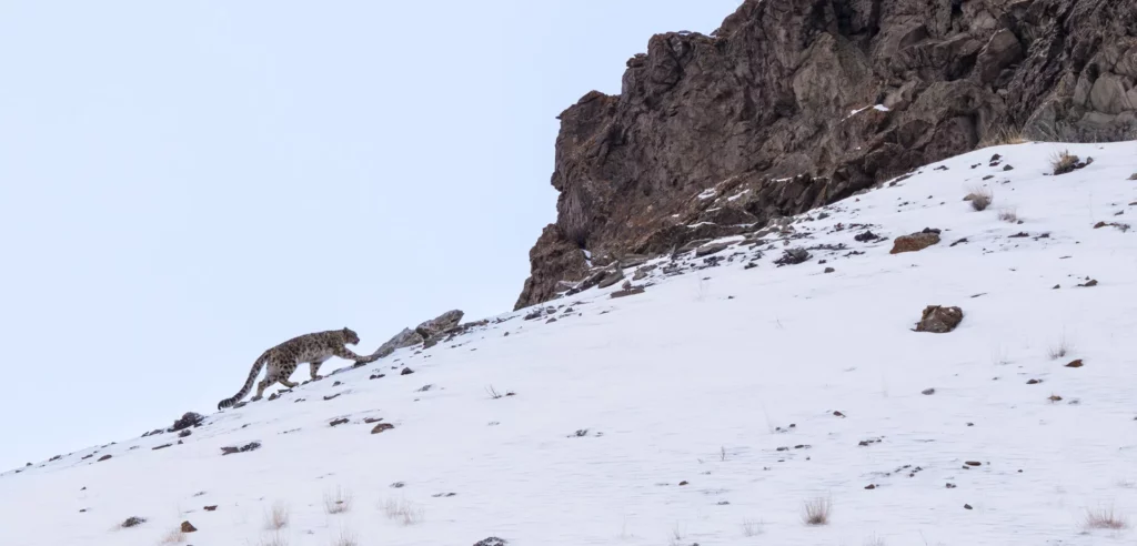 Snow Leopard Expedition in the mountains