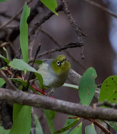 Diverse Birdlife in Australia