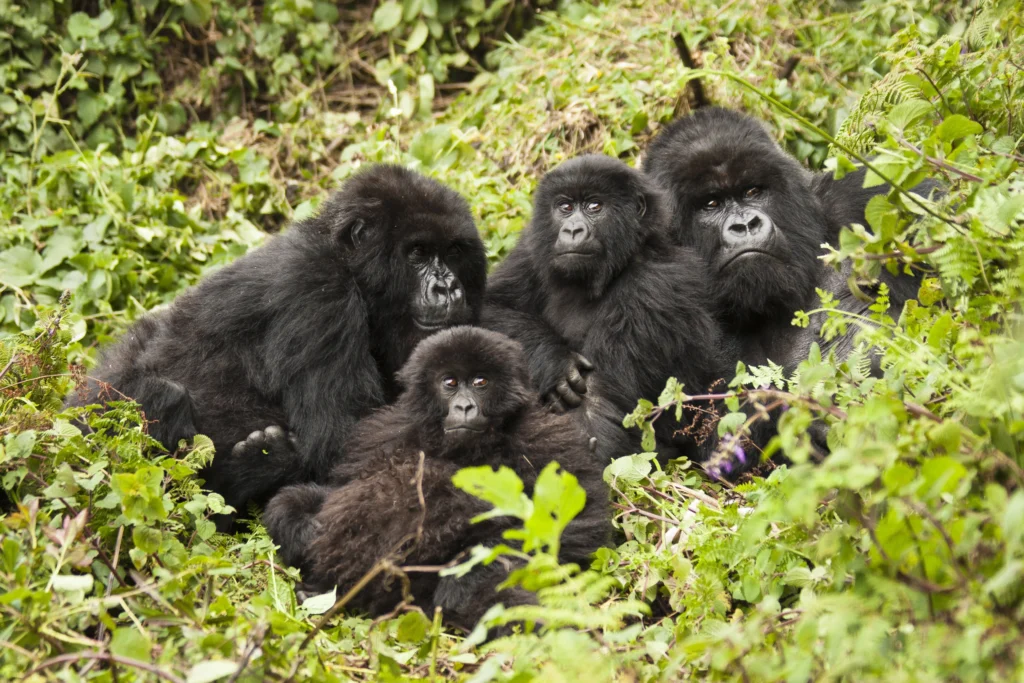 A gorilla family in the jungle, protected by conservation in Rwanda