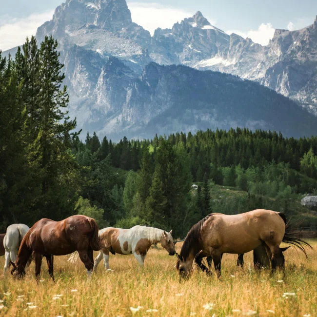 Horses feeding under the shadow of a mountain in one of the USA's best national parks - Grand Teton