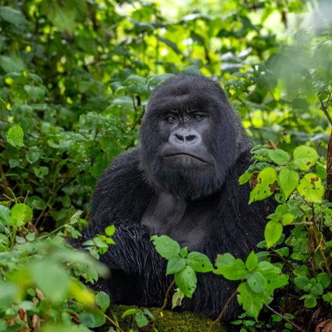 Male gorilla protected through conservation in Rwanda